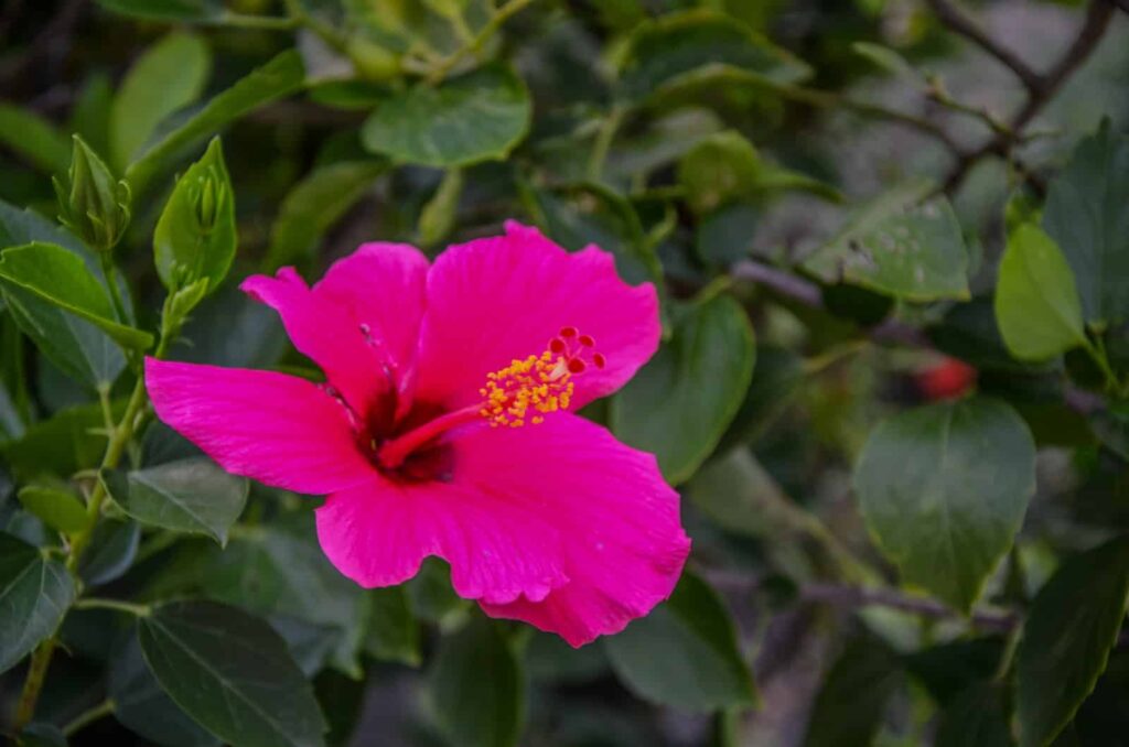 Découverte d'un lieu exceptionnel à la Martinique: l'Ile aux fleurs